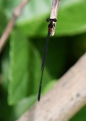 Prodasineura verticalis