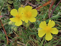 Helianthemum croceum