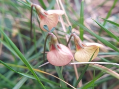 Lotus tetraphyllus