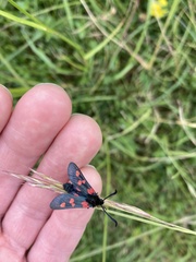 Zygaena trifolii