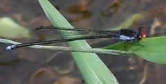 Pseudagrion pruinosum