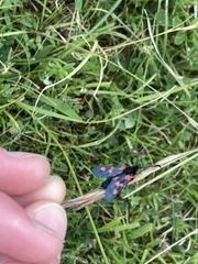 Zygaena trifolii
