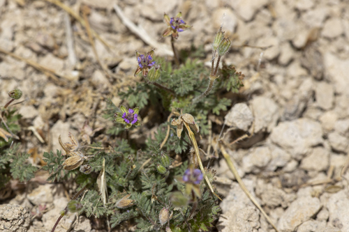 iNaturalist observation photo of Redstem Stork's-bill