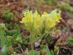 Linaria supina supina