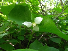 Trillium flexipes