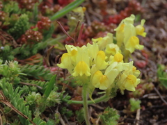 Linaria supina supina