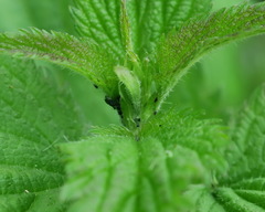 Aphis urticata