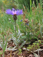 Centaurea debeauxii