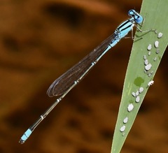 Pseudagrion australasiae