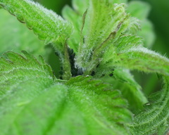 Aphis urticata