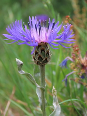 Centaurea debeauxii