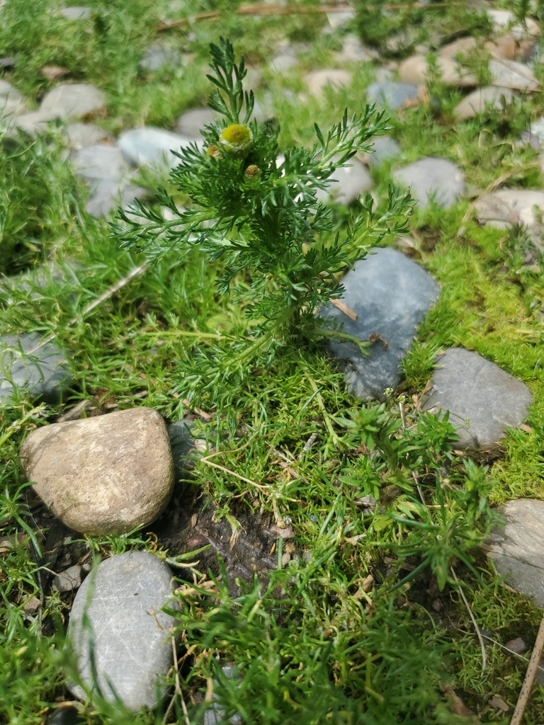 pineappleweed in June 2022 by yvon358 · iNaturalist