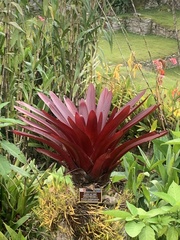 Tillandsia machupicchuensis