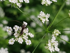 Molorchus umbellatarum