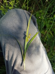 Carex wiegandii