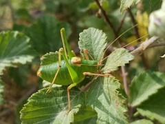 Barbitistes fischeri