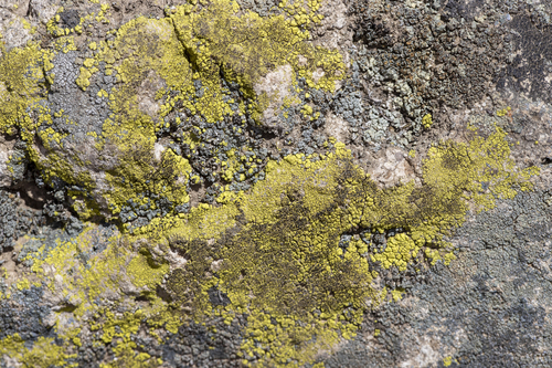 iNaturalist observation photo of Common Lichens