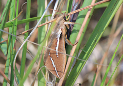Abantiades latipennis