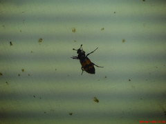Nicrophorus investigator