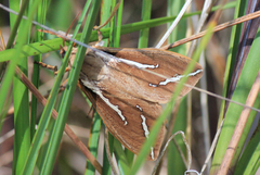 Abantiades latipennis