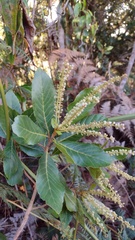 Clethra fagifolia
