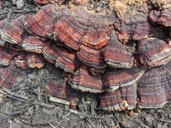 Ganoderma sessile