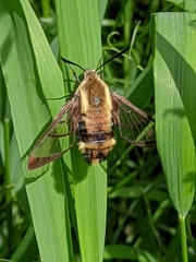 Hemaris aethra
