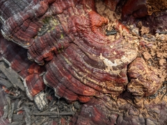 Ganoderma sessile
