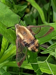 Hemaris aethra