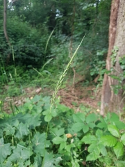 Hordelymus europaeus
