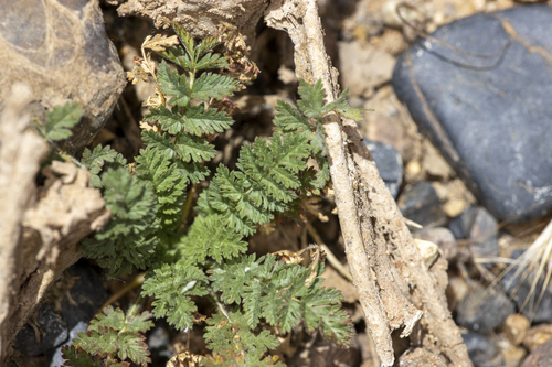 iNaturalist observation photo of Redstem Stork's-bill