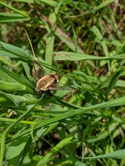 Hemaris aethra