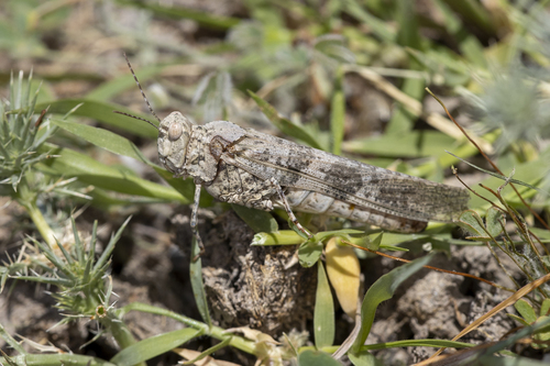 iNaturalist observation photo of Pallid-winged Grasshopper