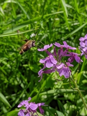 Hemaris aethra