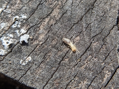 Reticulitermes flavipes