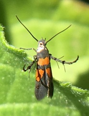 Aetole unipunctella