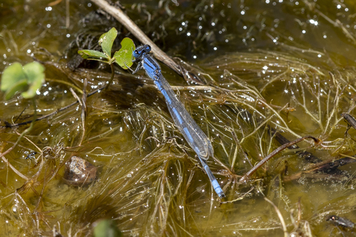 iNaturalist observation photo of Familiar Bluet
