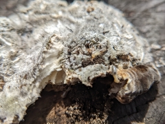 Reticulitermes flavipes