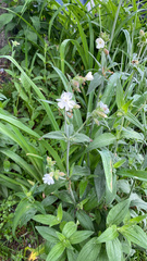 Silene latifolia