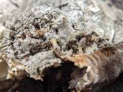 Reticulitermes flavipes