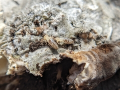 Reticulitermes flavipes