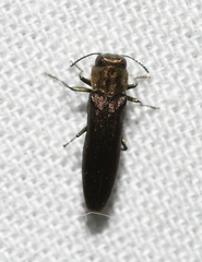 Agrilus cephalicus