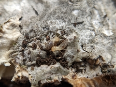 Reticulitermes flavipes