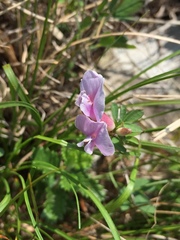 Chamaecytisus purpureus