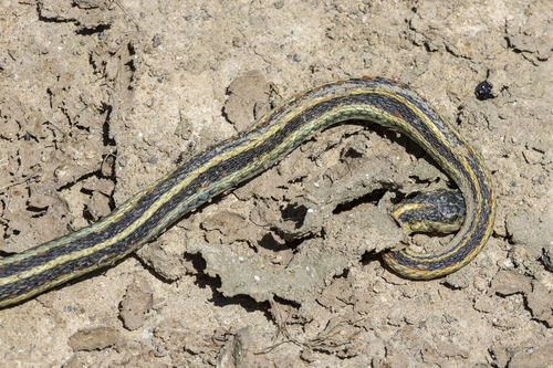 iNaturalist observation photo of Valley Garter Snake