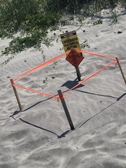 Caretta caretta