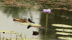 Rhipidura leucophrys picata
