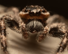 Platycryptus undatus