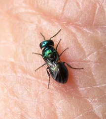 Pseudomalus pusillus