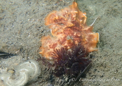 Schizoporella errata